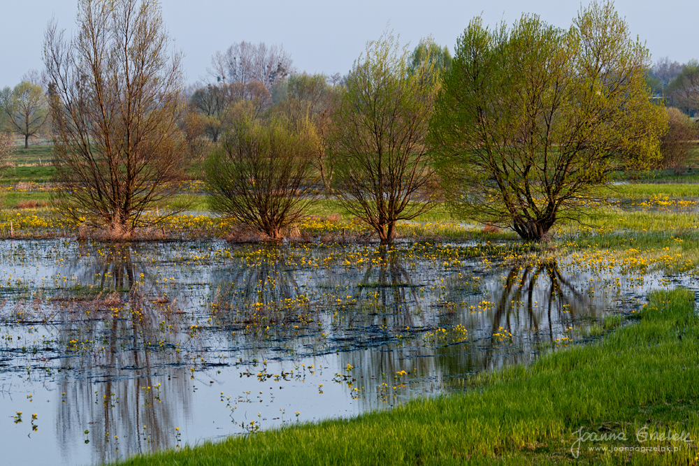 016_Biebrza - kwiecien 2010.jpg